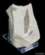 Fossil Willow Leaf From Green River Formation #3104-2